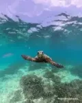 Snorkel en Maldivas