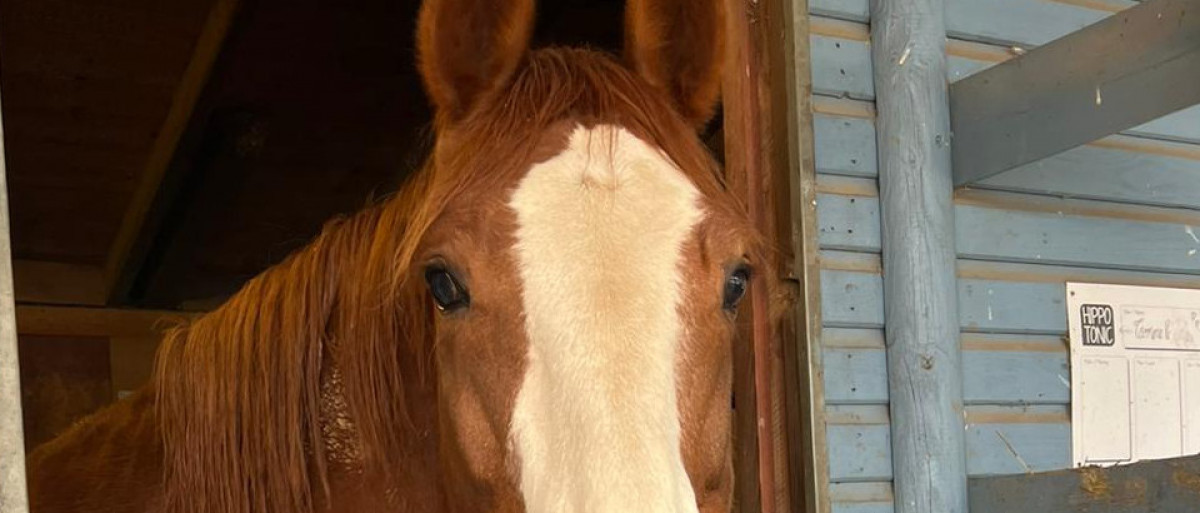 Teasers W&uuml;nsche