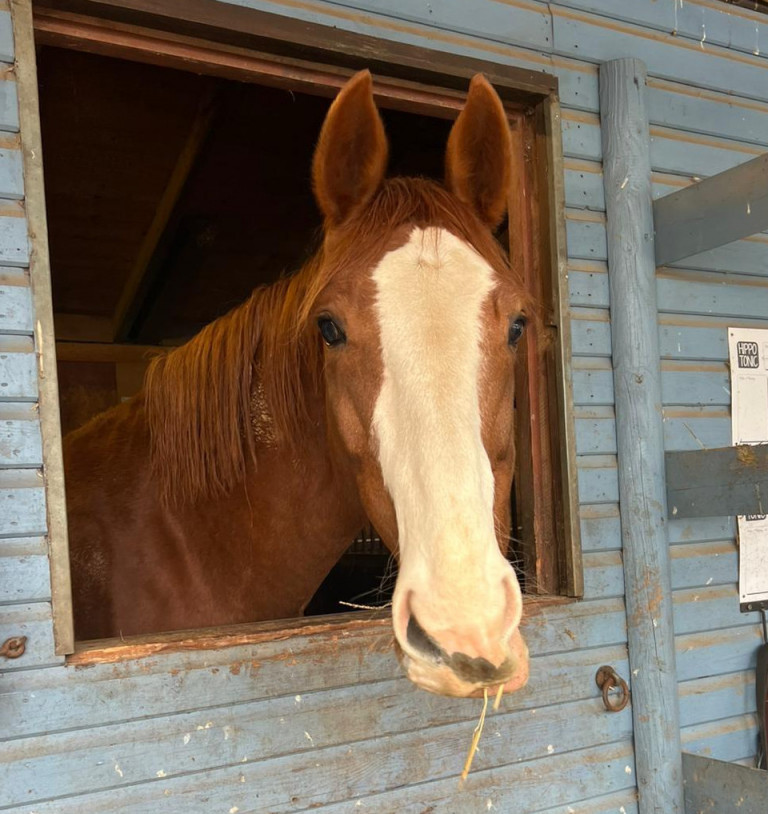 Teasers W&uuml;nsche