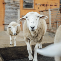 Profilbild Gnadenbrothof Ziegenhain e.V.