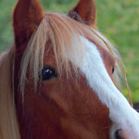 Profilbild Pferdefreunde Broicher Hof e.V.