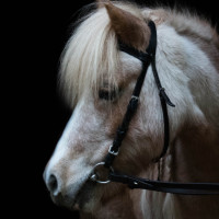 Profilbild Pferdefreunde Broicher Hof e.V.